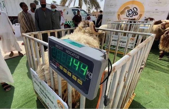 مباشر السعودية | السعودية تحدد موعد تطبيق آليات بيع المواشي الحية بالأوزان