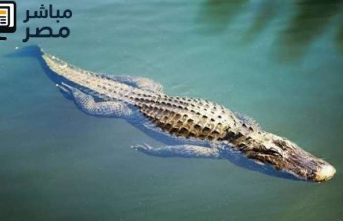 تماسيح تتجول في مصرف مائي بالشرقية وتحرك عاجل من المحافظة