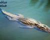 تماسيح تتجول في مصرف مائي بالشرقية وتحرك عاجل من المحافظة